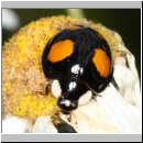 Harmonia axyridis - Asiatischer Marienkaefer 73a.jpg